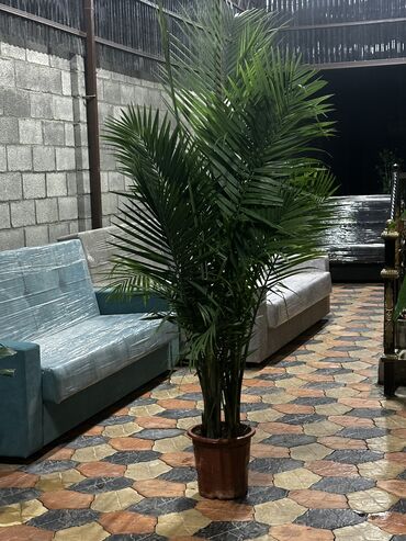 шкафы для дома бу: 🌴 ПРОДАЁТСЯ: Декоративная пальма Арека (Areca Palm) 🌴 🪴 Красивая и