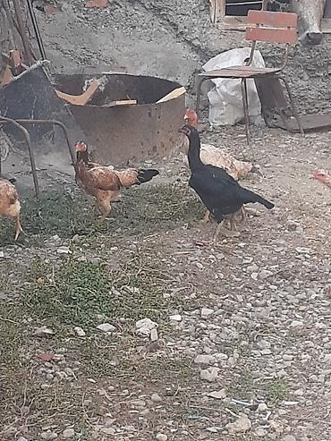 Heyvanlar: Heyratı fərələr 5 dənə qırmızı fərədi biri kürk yatır bu ilki fərələrd — 7