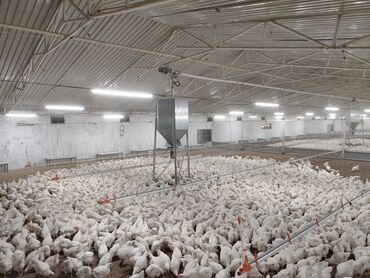 salatçı vakansiya: *Quççuluq ferması* *Zirə quşçuluq* Müraciət üçün son tarix