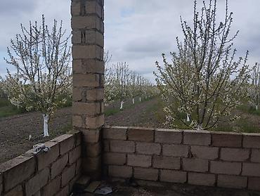 Torpaq sahələrinin satışı: 300 sot, Kupça (Çıxarış) — 7