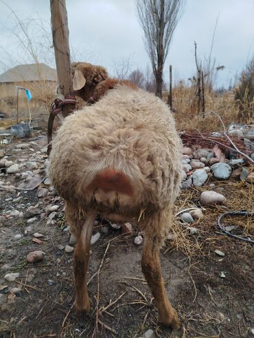 Бараны, овцы: Продаю | Овца (самка) | Для разведения | Матка — 4