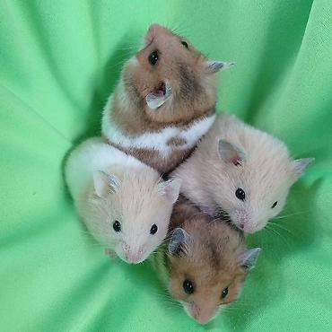 Хомяки: Продаются хомячки джунгарские, сирийские, ангорские пушистые хомячки — 9