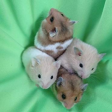Хомяки: Продаются хомячки ручные. В нашем питомнике грызунов вы можете — 8