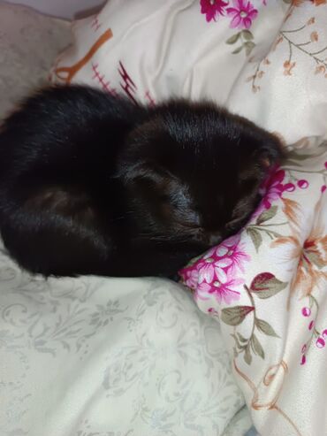 стрижка котов: Продаю котят. 2 месяца, цвет тёмный шоколад, порода шотландские