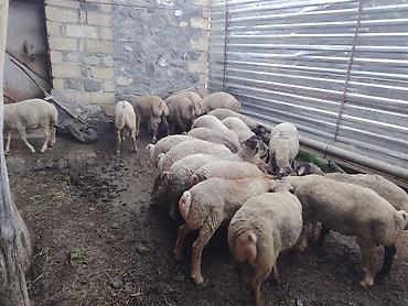 pişik yemi topdan: Salam təmiz Qurbanlıq 8 - 9 - aylıq ərkək quzulardır diri çəki satılır — 8