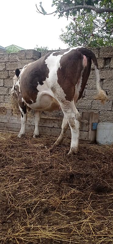 qaz yagi satisi: Super duyedi 2ciqarına 6ayliqdi ağkirpikdi buğasıda simentaldandi özüm — 1