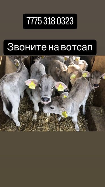 букалар сатылат: Продам Быков Ковров телята от месеца до годовоала хороший здровые едят