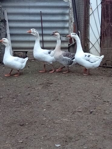 Qazlar: Qazlar satılır – həm ətlik, həm də damazlıq məqsədlər üçün — 11