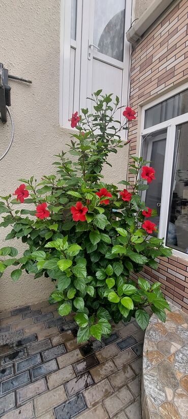 декор дерево: Qırmızı hibiskus (Çin qızılgülü) – iri, parlaq qırmızı çiçəkləri və