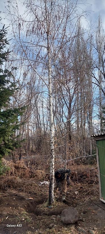 дерево береза: Берёза с комом земли для пересадки Берёза 10м . Ак кайын. - Порода — 1