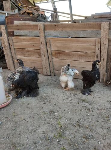цыплята в бишкеке: Продаются цыплята породы брамы.Цыплятам 1 месяц и 10 дней, по 450 сом