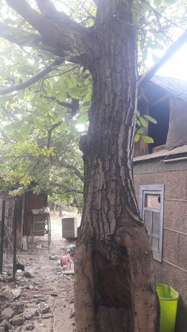 Отдам даром большое дерево орех. самоспил. г.Бишкек р.н.аламедин