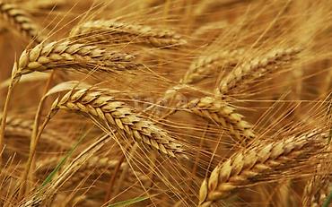 Yarmalar və paxlalar: Hazır kisədə arpa satılır 1 ton — 1