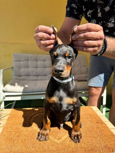 Psi: Doberman stenad. Ostenjeni su 28.06.2025. Spremni su za preuzimanje — 11