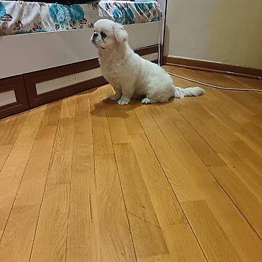 gözəl it adları: Pekines, Erkək — 2