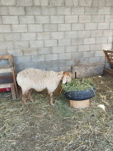 нубийская коза: Продаю | Ягненок