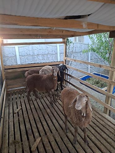 живые дрожи: Продаю | Ягненок | Для разведения — 2