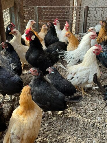 бройлеры оптом: Продам карлики куры петухи