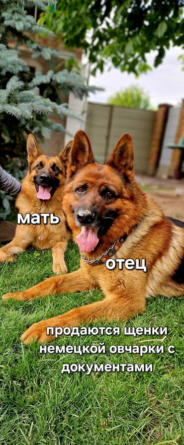 ат тай: Щенки немецкой овчарки с документами - Родители на фото: мать и отец