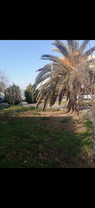 garden: Təmizlik | Həyətlər | Ümumi təmizlik — 5