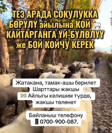 бета сторис: Требуется Пастух, Питание
