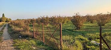 garden: 166 sot, Kənd təsərrüfatı, Mülkiyyətçi, Kupça (Çıxarış) — 9