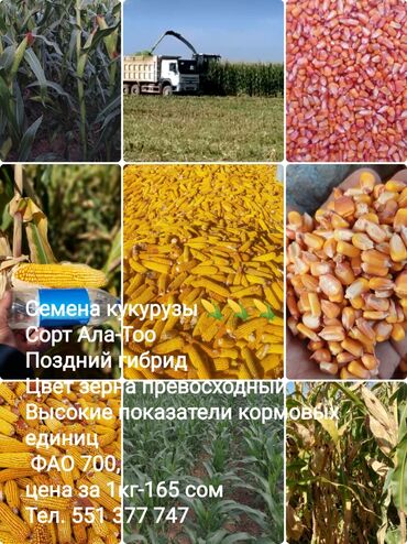кукуруза в зерне: Семена и саженцы Кукурузы, Самовывоз, Бесплатная доставка, Платная доставка