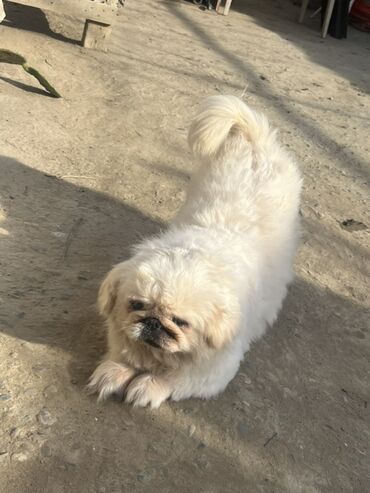 cubuş it: Pekines, Dişi
