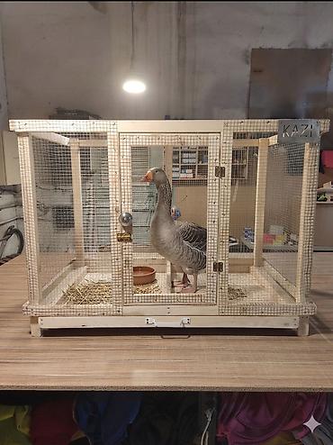 Qəfəslər: Taxta brooder/qəfəs-kamera (istixana tipli qutu) - Material — 19