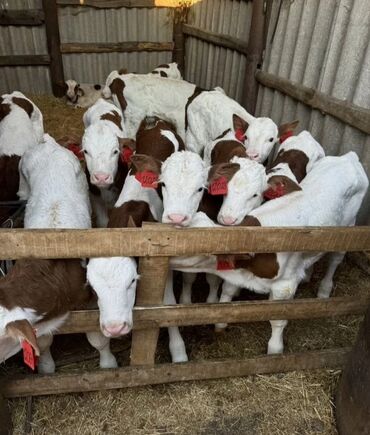 Dana, buzov: Dana, buzov, Dişi, Simental, ay: 1, Damazlıq, Ətlik, Rayonlara çatdırılma, Pulsuz çatdırılma, Ödənişli çatdırılma — 20