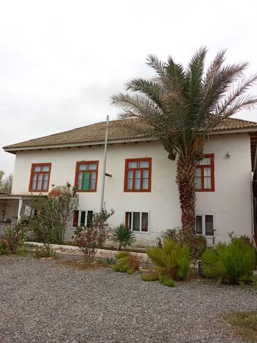 qarpız toxumu satışı: Satılır: Meyvəli xurma palmisi (Phoenix dactylifera) - Həyətdə