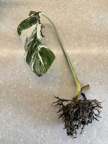 Другие комнатные растения: Монстера Альба Продам срезы уже с корнями Один срез осталось всего