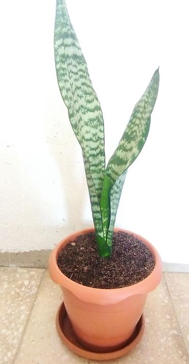 роза гул: Sansevieria gülü — 1