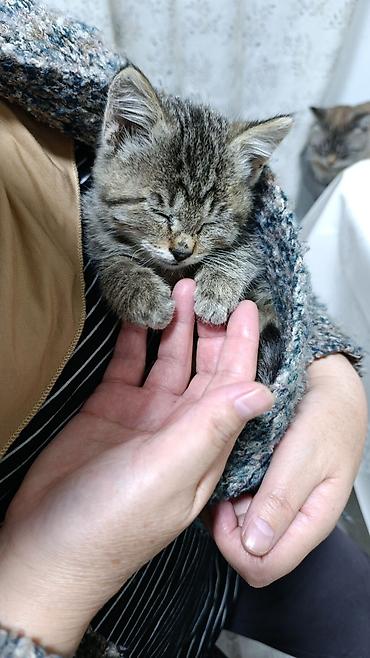 где купить котят: Пушистые котята-полосатики - Порода: домашние короткошёрстные — 8
