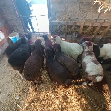 Quzu: Salam hervaxdız xeyir saxlamlıq quzularm cxdı satqa isdiyen elaqe — 13