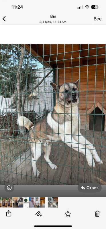 amerkanski akita: Akita-inu, 3 ay, Erkek, Peyvəndli, Ünvandan götürmə