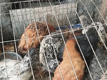 батат бишкек: Сатам | Балапандар | Брама | Көбөйтүү үчүн — 1
