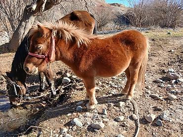 Лошади, кони: Продаю | Кобыла (самка) | Конный спорт | Племенные — 11