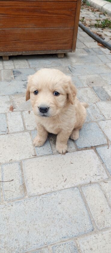 pitbul satışı: Labrador-retriver, 1 ay, Erkek, Ünvandan götürmə