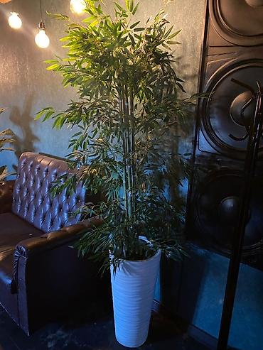 Прямые диваны: Прямой диван — 16