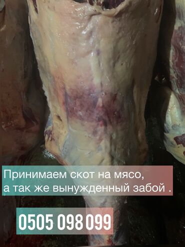 купить сервер: Куплю | Коровы, быки | Круглосуточно, Самовывоз at lalafo.kg купить сервер: Куплю | Коровы, быки | Круглосуточно, Самовывоз