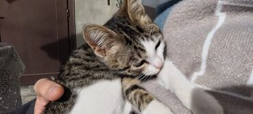 Pişiklər: Tabbi, Dişi, Yaxşı əllərə — 12