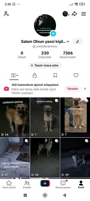 it spits: Sahibləndirmə – “Pələng” adlı iri cüssəli it Xüsusiyyətlər: - Güclü — 1