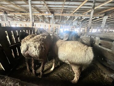 Бараны, овцы: Продаю | Баран (самец) | Для разведения | Племенные — 6