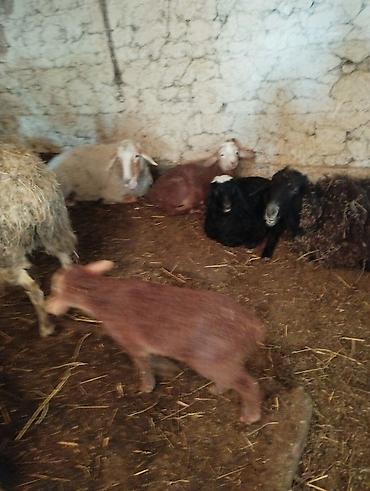 Баран, овца: Продаю | Овца (самка) | Полукровка | Для разведения | Матка — 10