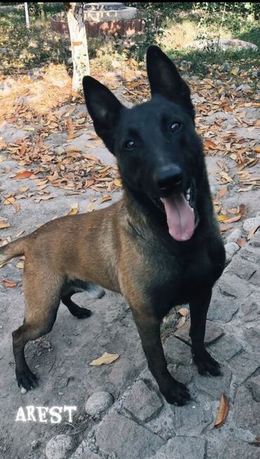 Вязка собак: Вязка: Бельгийская овчарка, Самец, 3 года, С прививкой, С родословной — 8