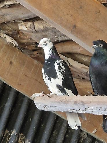 Другие с/х животные: Порода: СРОЧНО МОГУ ПРОДАТЬ ОПТОМ ЦЕНОЙ НЕ ОБИДЕМ декоративные голуби — 4