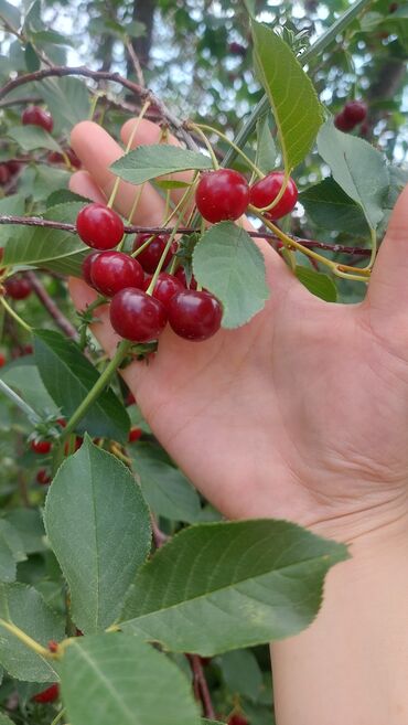 мраморное мясо бишкек цена: Продаётся вишня 🍒. Кг 100 сом. Ж/м Арча-Бешик