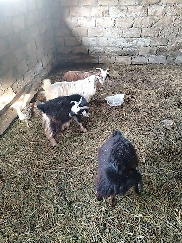 hələp kecisi: Salam cepiwder satilir 4 ededi erkeydilar reyal alici narahat ede — 1