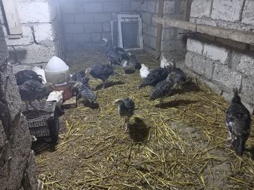 одежда для собак в баку: Salam Kanada sortu hinduşka balası satılır 50 günlüy 15 azn çox